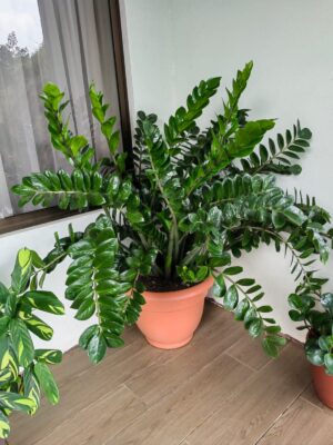 “La planta entregada será igual o mejor que la mostrada en la imagen. En caso de compras simultáneas, se entregará un ejemplar sustituto de igual o mayor calidad.”