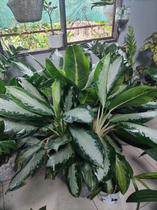 Dieffenbachia en macetero decorativo