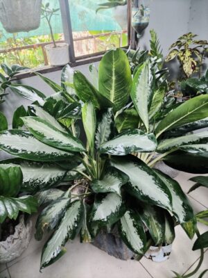 WhatsApp Image 2025-12-27 at 18.08.29 Dieffenbachia en macetero decorativo