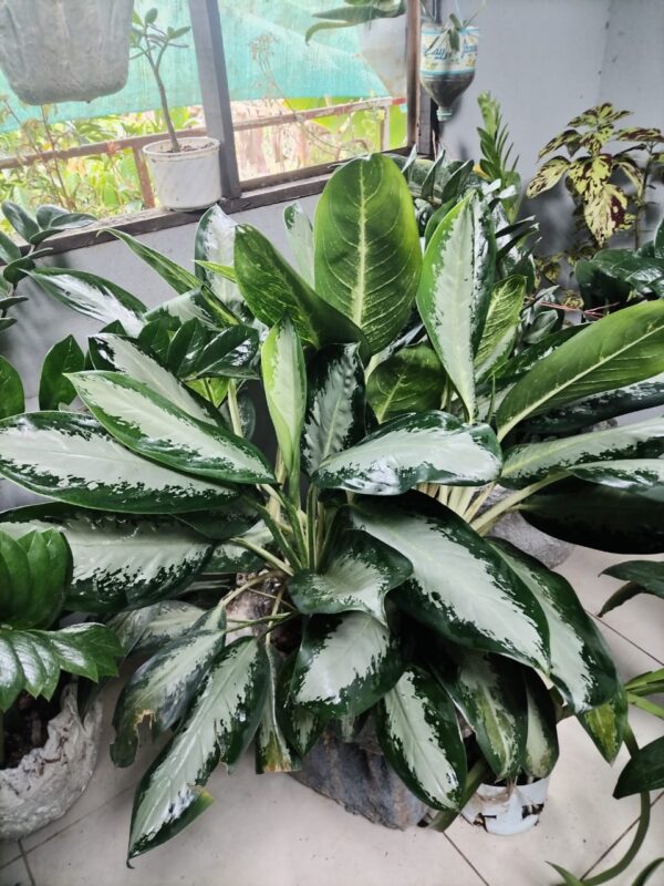 Dieffenbachia en macetero decorativo