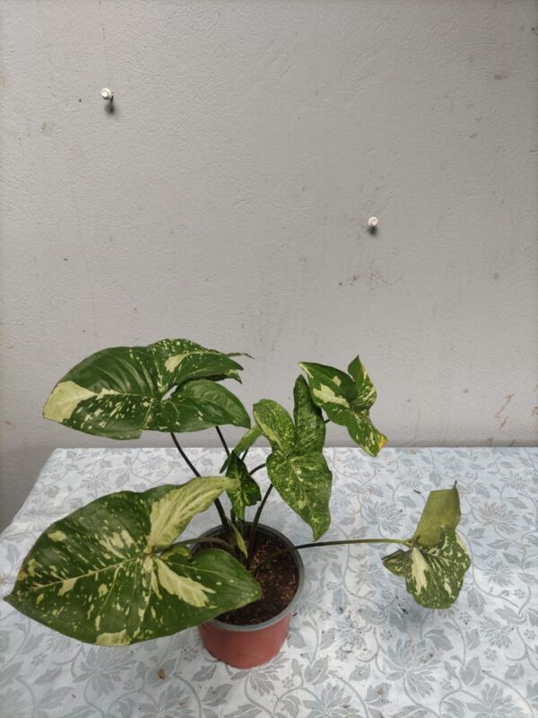 WhatsApp Image 2025-12-27 at 18.08.47 Syngonium en maceta