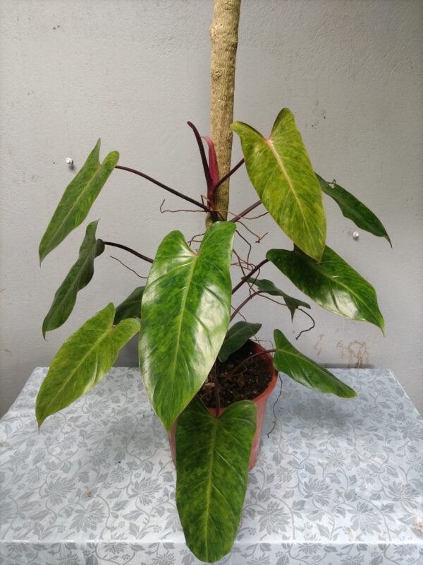 Philodendron con tutor de madera