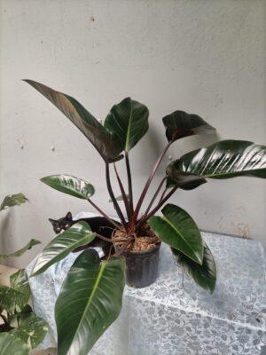 Philodendron Rojo Congo en maceta