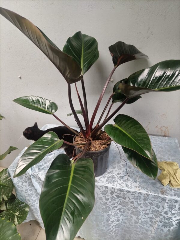 WhatsApp Image 2025-12-27 at 18.09.56 Philodendron Rojo Congo en maceta