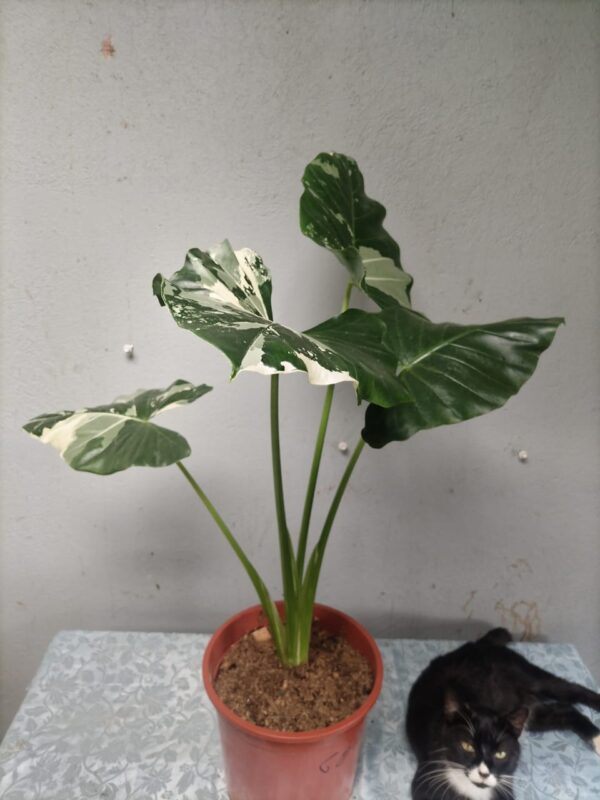 Alocasia Frydek Variegat