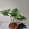 Alocasia Frydek Variegat