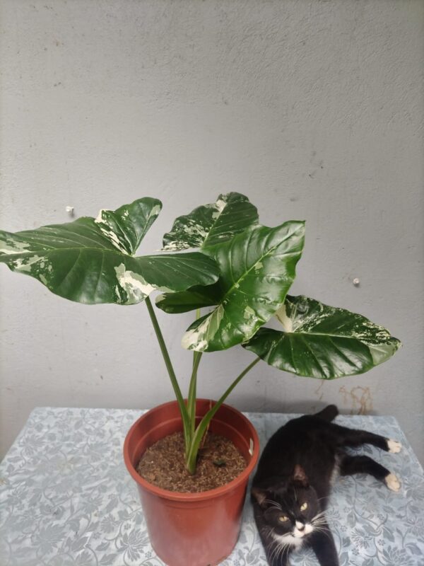 Alocasia Frydek Variegat