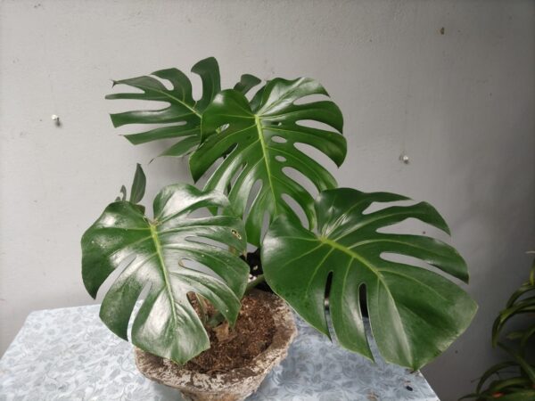 Monstera deliciosa ornamental de gran follaje, planta exclusiva cultivada en Puriscal Costa Rica.