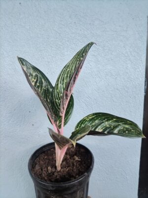 WhatsApp Image 2025-12-27 at 18.11.17 Aglaonema ‘Siam Aurora
