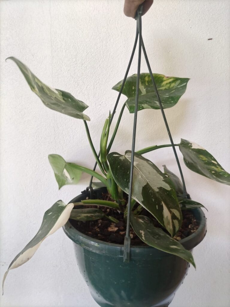 “La planta entregada será igual o mejor que la mostrada en la imagen. En caso de compras simultáneas, se entregará un ejemplar sustituto de igual o mayor calidad.”