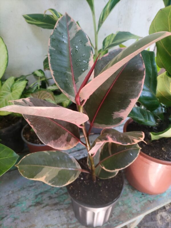 Ficus elástica con hoja nueva en crecimiento