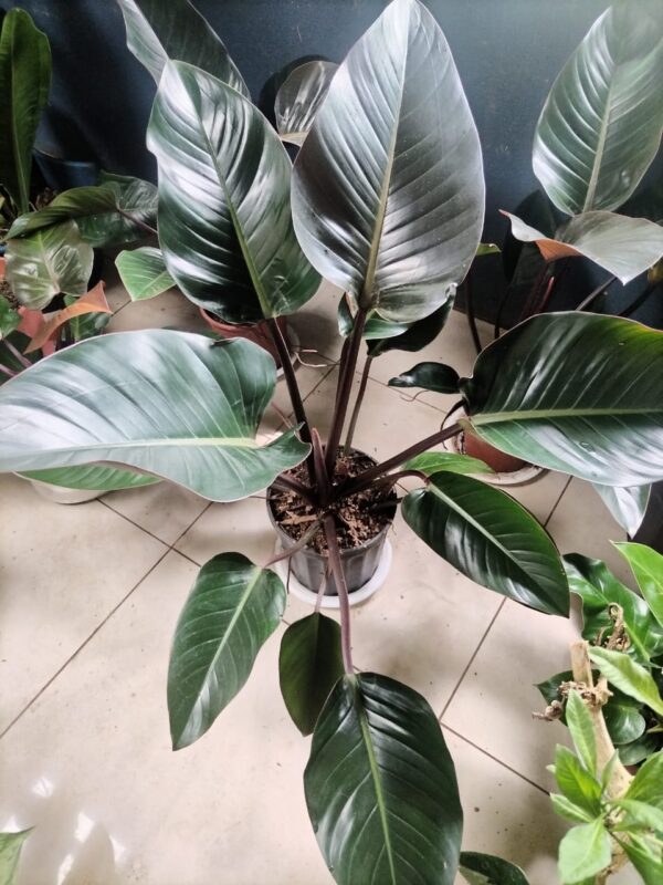 WhatsApp Image 2025-12-27 at 18.11.59 Philodendron Rojo Congo en maceta