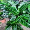 Calathea tropical de follaje ornamental