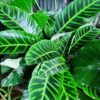 Calathea tropical de follaje ornamental