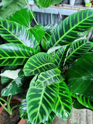 WhatsApp Image 2025-12-27 at 18.12.07 Calathea tropical de follaje ornamental