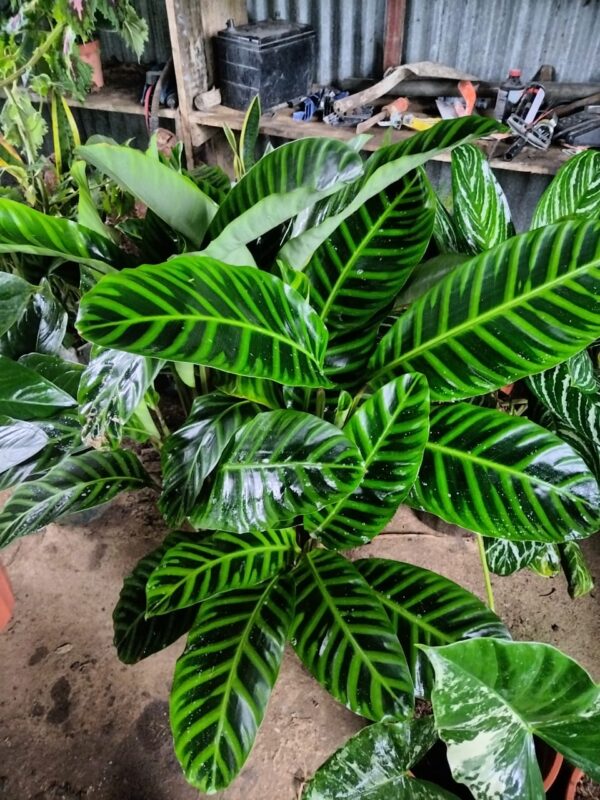 Calathea tropical de follaje ornamental
