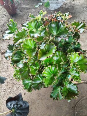 Begonia de follaje ornamental