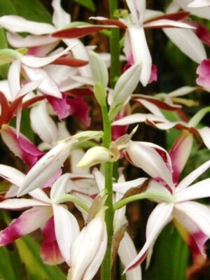 WhatsApp Image 2025-12-28 at 02.32.32 Orquídea Phaius tankervilleae en flor