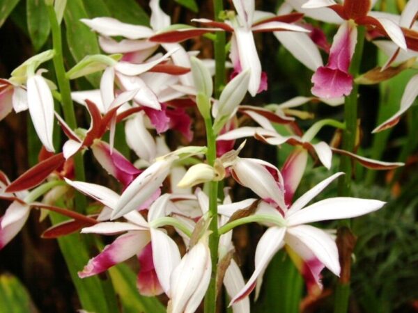 Orquídea Phaius tankervilleae en flor