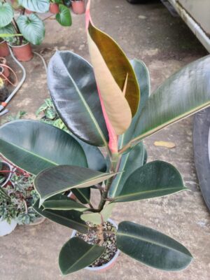 WhatsApp Image 2025-12-28 at 02.32.48 “La planta entregada será igual o mejor que la mostrada en la imagen. En caso de compras simultáneas, se entregará un ejemplar sustituto de igual o mayor calidad.”