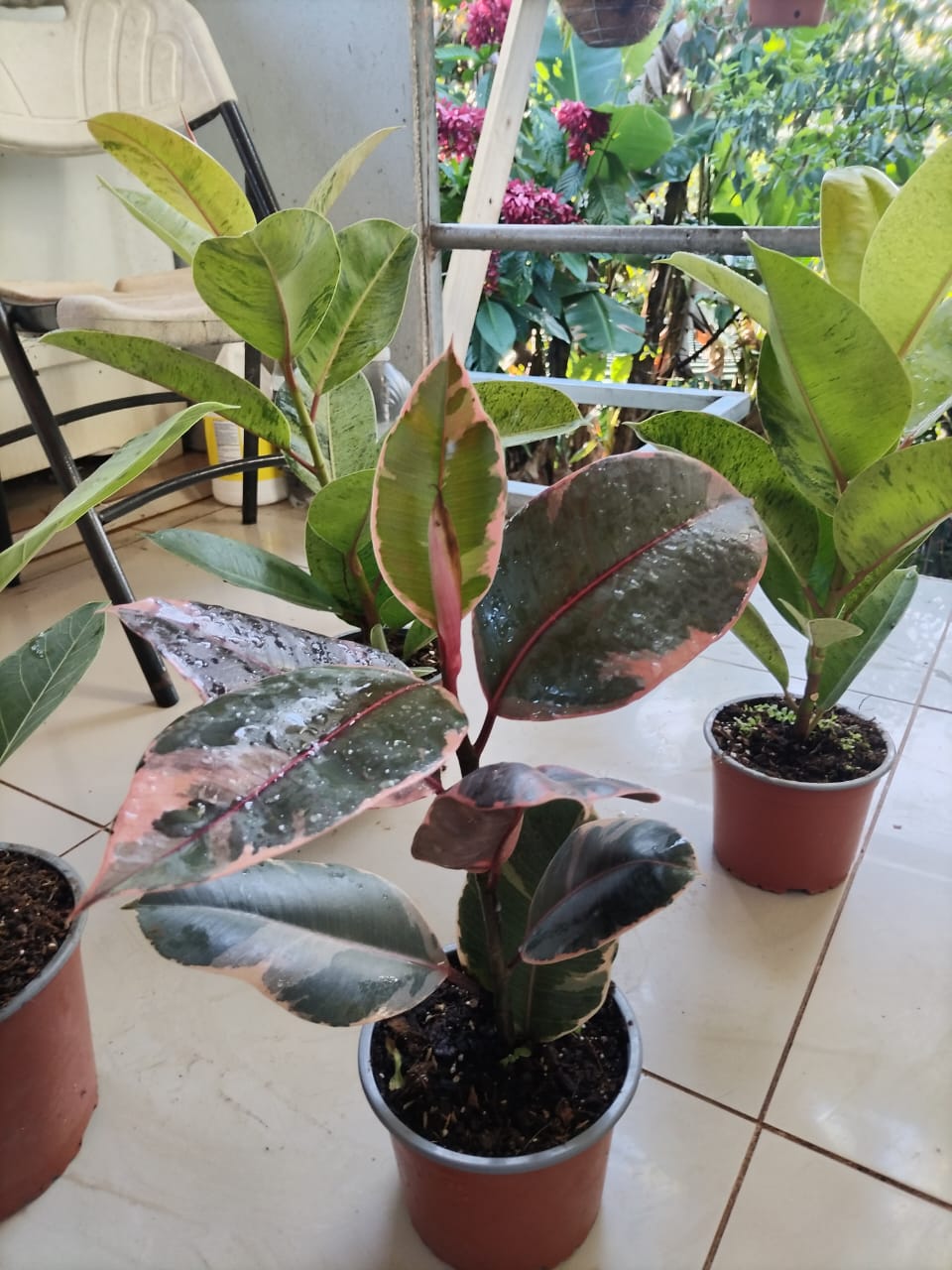 “La planta entregada será igual o mejor que la mostrada en la imagen. En caso de compras simultáneas, se entregará un ejemplar sustituto de igual o mayor calidad.”