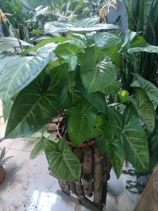 WhatsApp Image 2025-12-28 at 12.35.08 Syngonium en maceta