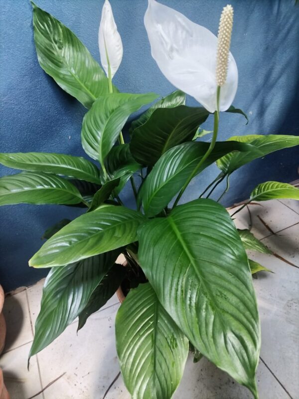 Lirio de la Paz Grande