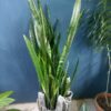 Sansevieria alta en macetero decorativo