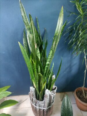 WhatsApp Image 2025-12-28 at 12.35.17 Sansevieria alta en macetero decorativo