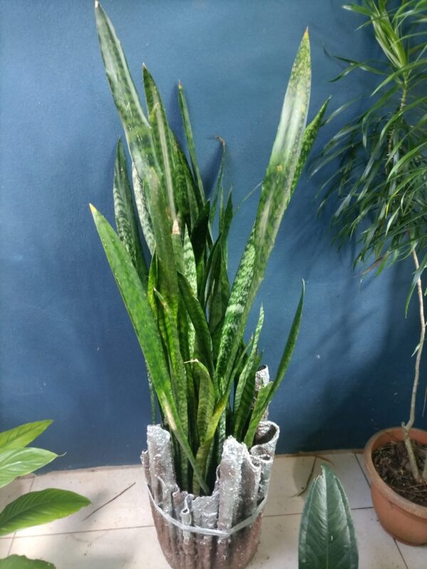 Sansevieria alta en macetero decorativo