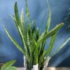 Sansevieria alta en macetero decorativo