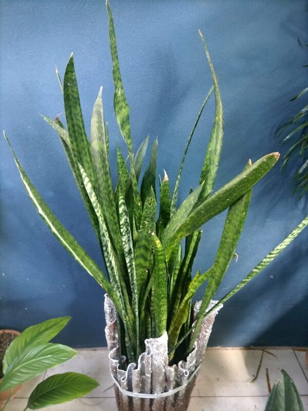 Sansevieria alta en macetero decorativo