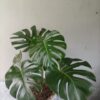 Monstera deliciosa de 80 cm