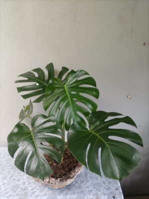 Monstera deliciosa de 80 cm