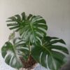 Monstera deliciosa de 80 cm