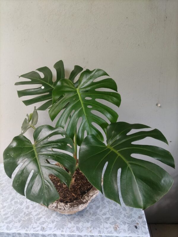Monstera deliciosa de 80 cm