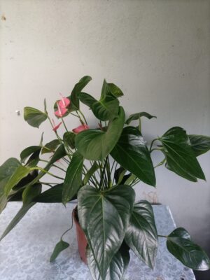 Anthurium rosado en maceta
