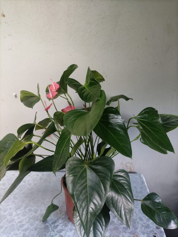 Anthurium rosado en maceta