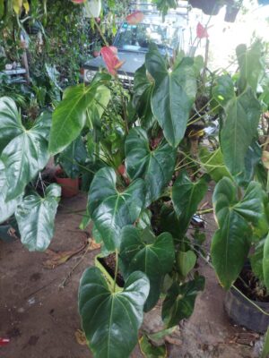 Anturio de 1.5 metros de alto