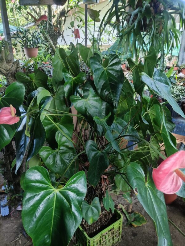 Anturio de 1.5 metros de alto