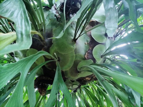 (Platycerium) No se vende