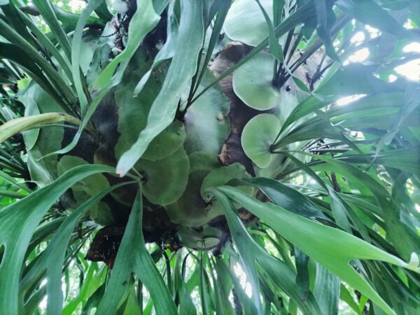 (Platycerium) No se vende