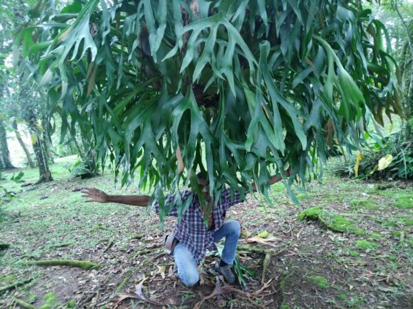 (Platycerium) No se vende