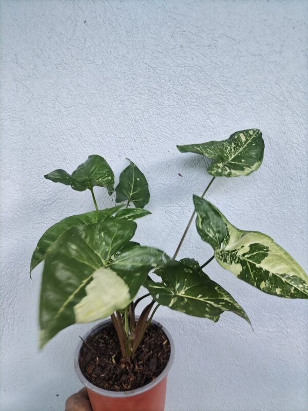 smart Syngonium en maceta