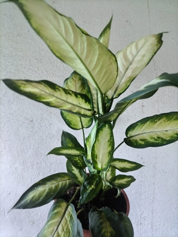 smart “La planta entregada será igual o mejor que la mostrada en la imagen. En caso de compras simultáneas, se entregará un ejemplar sustituto de igual o mayor calidad.”