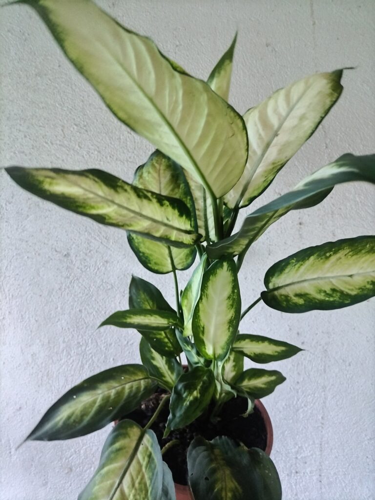 “La planta entregada será igual o mejor que la mostrada en la imagen. En caso de compras simultáneas, se entregará un ejemplar sustituto de igual o mayor calidad.”