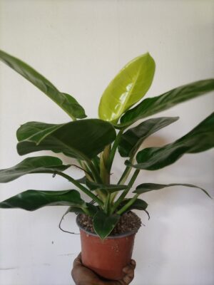 Philodendron “Moonlight