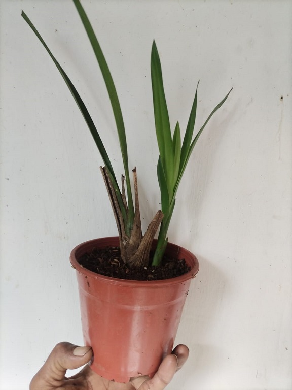 Clivia Orquídea Cymbidium