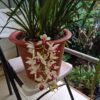 Sinvydiun Orquídea Cymbidium