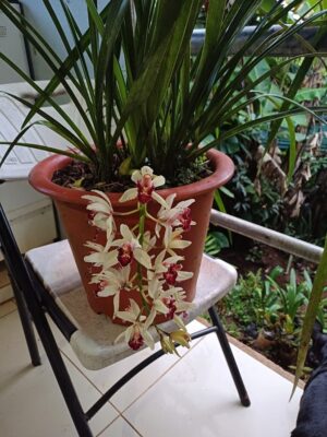 Orquídea Cymbidium (hay hijos disponibles)